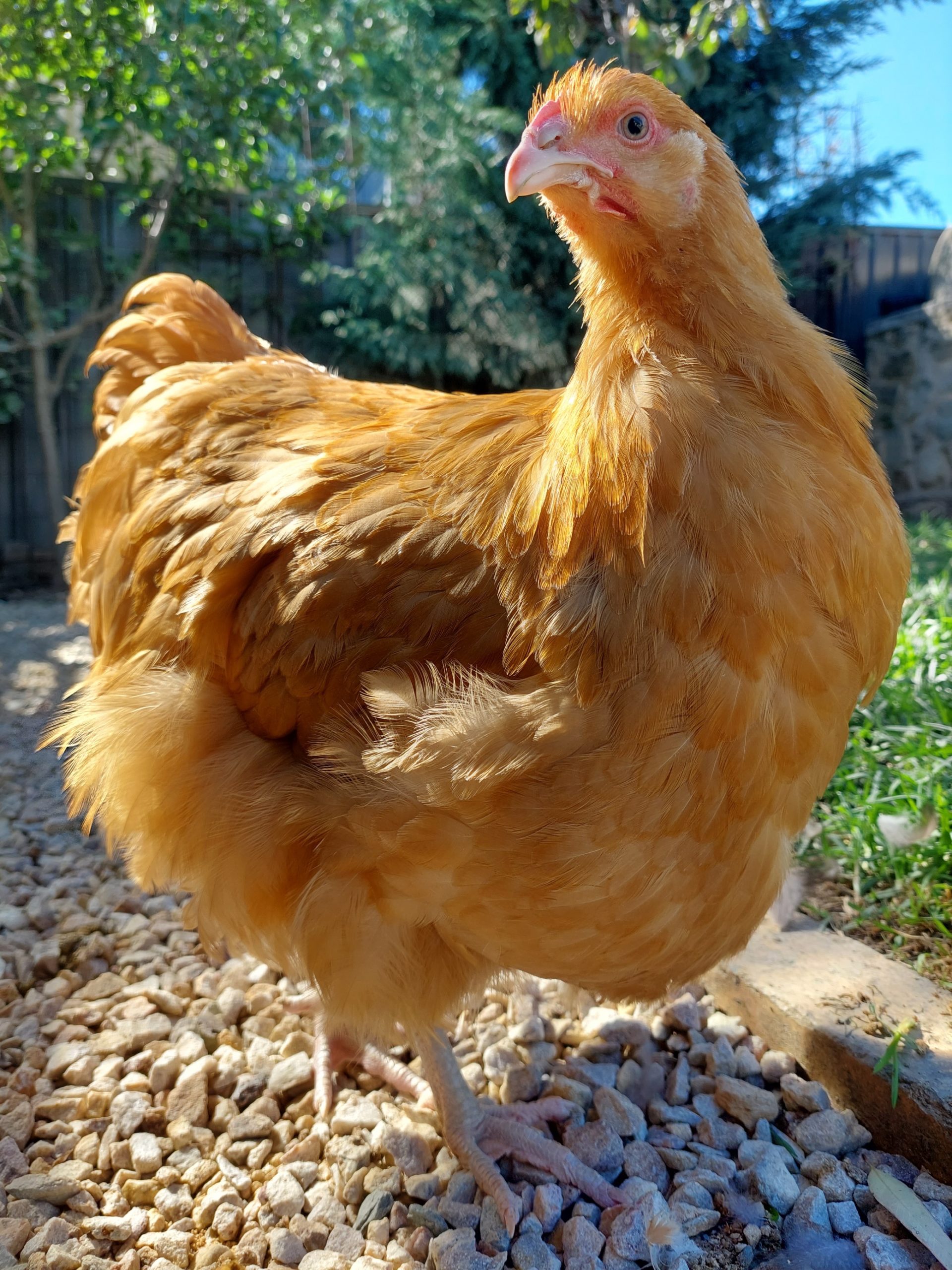 Standard Buff Orpington Fertile Eggs Pip Grow