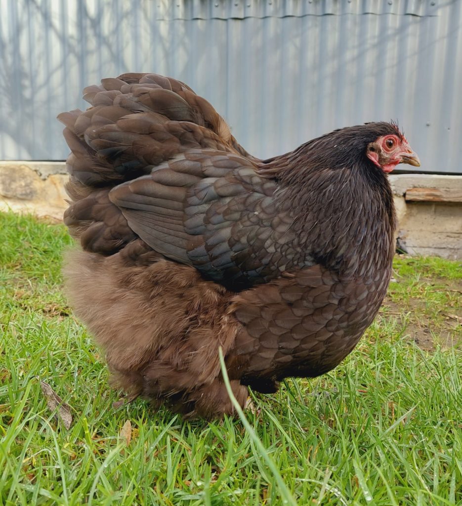 Chocolate Bantam Orpington Fertile Egg Each Pip Grow