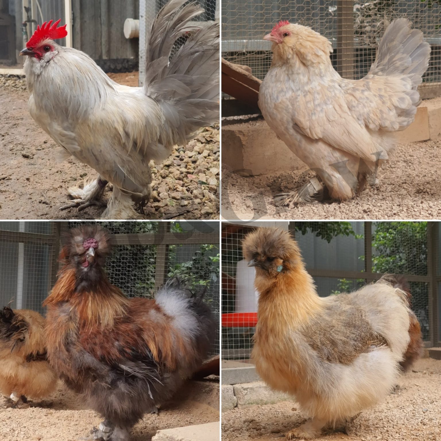 Hen Or Rooster Chicken Sexing Tips Pip Grow