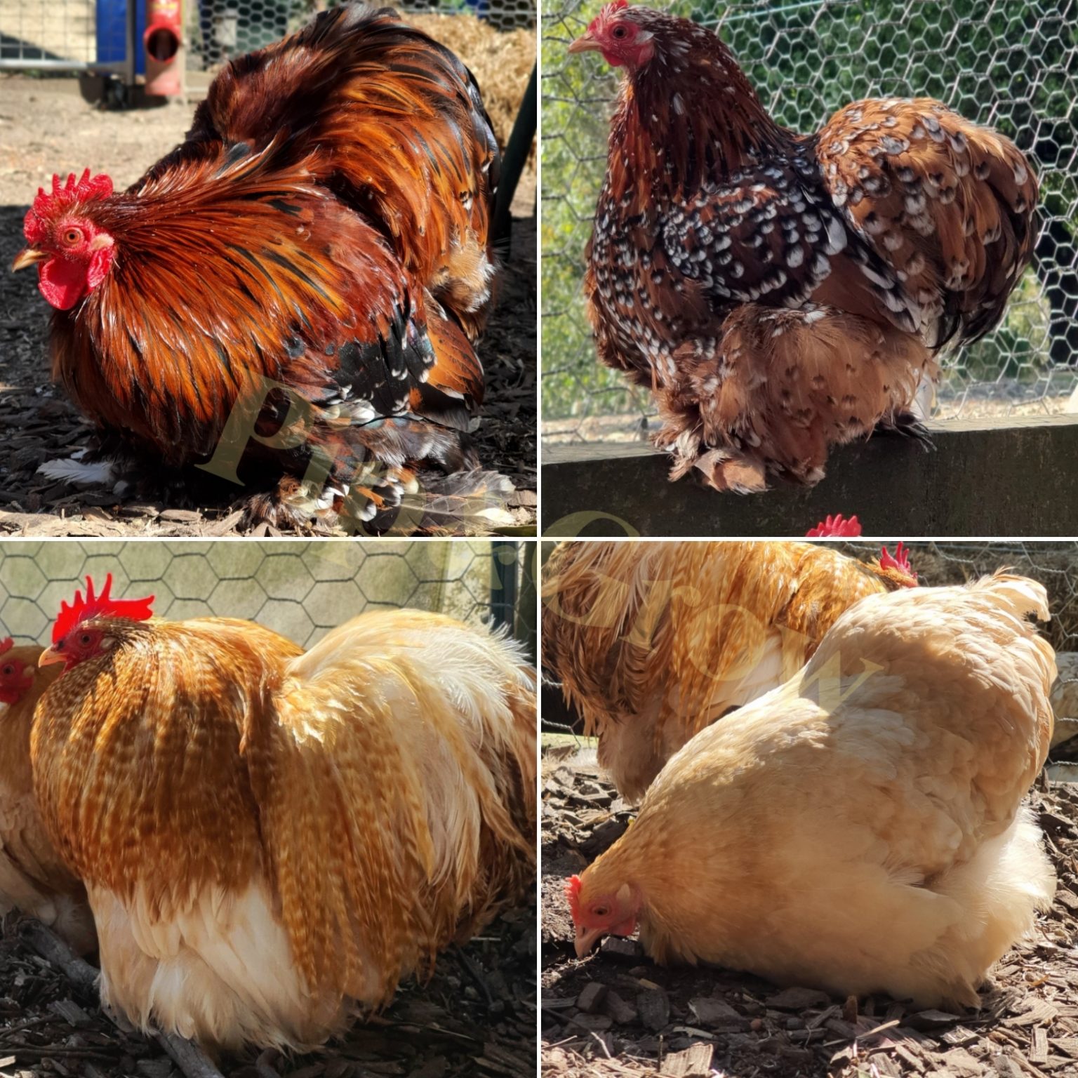 Hen Or Rooster Chicken Sexing Tips Pip Grow