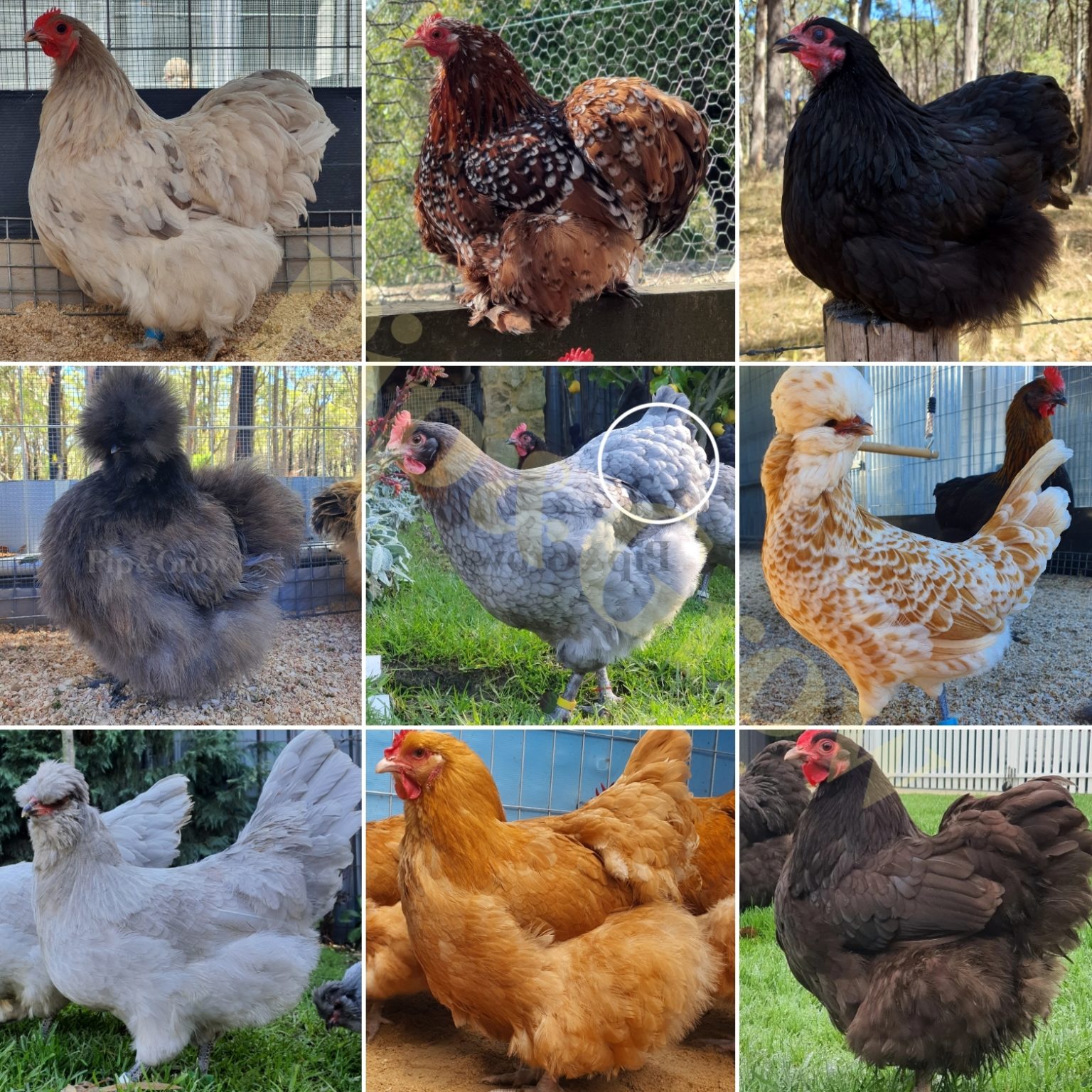 Hen Or Rooster Chicken Sexing Tips Pip Grow