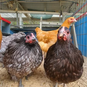 12-18 weeks Pullets