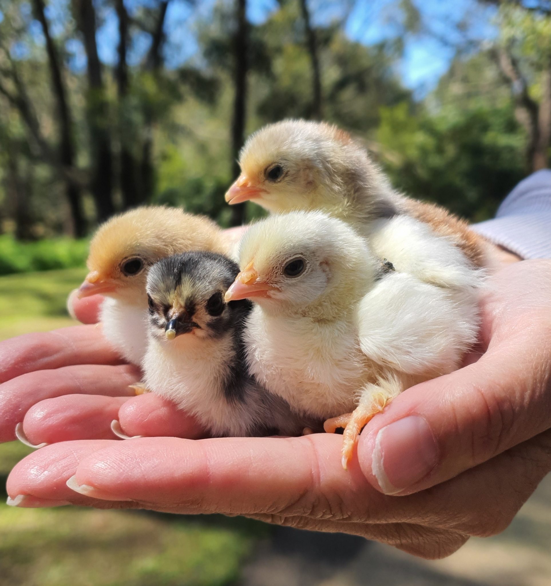 Shop Dayold & Chicks - Pip & Grow