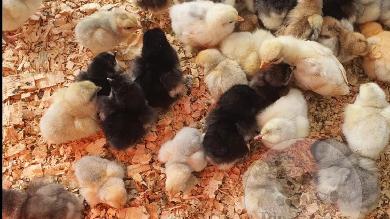 Sexing heritage breed chicks upon hatch : Facts and Myths