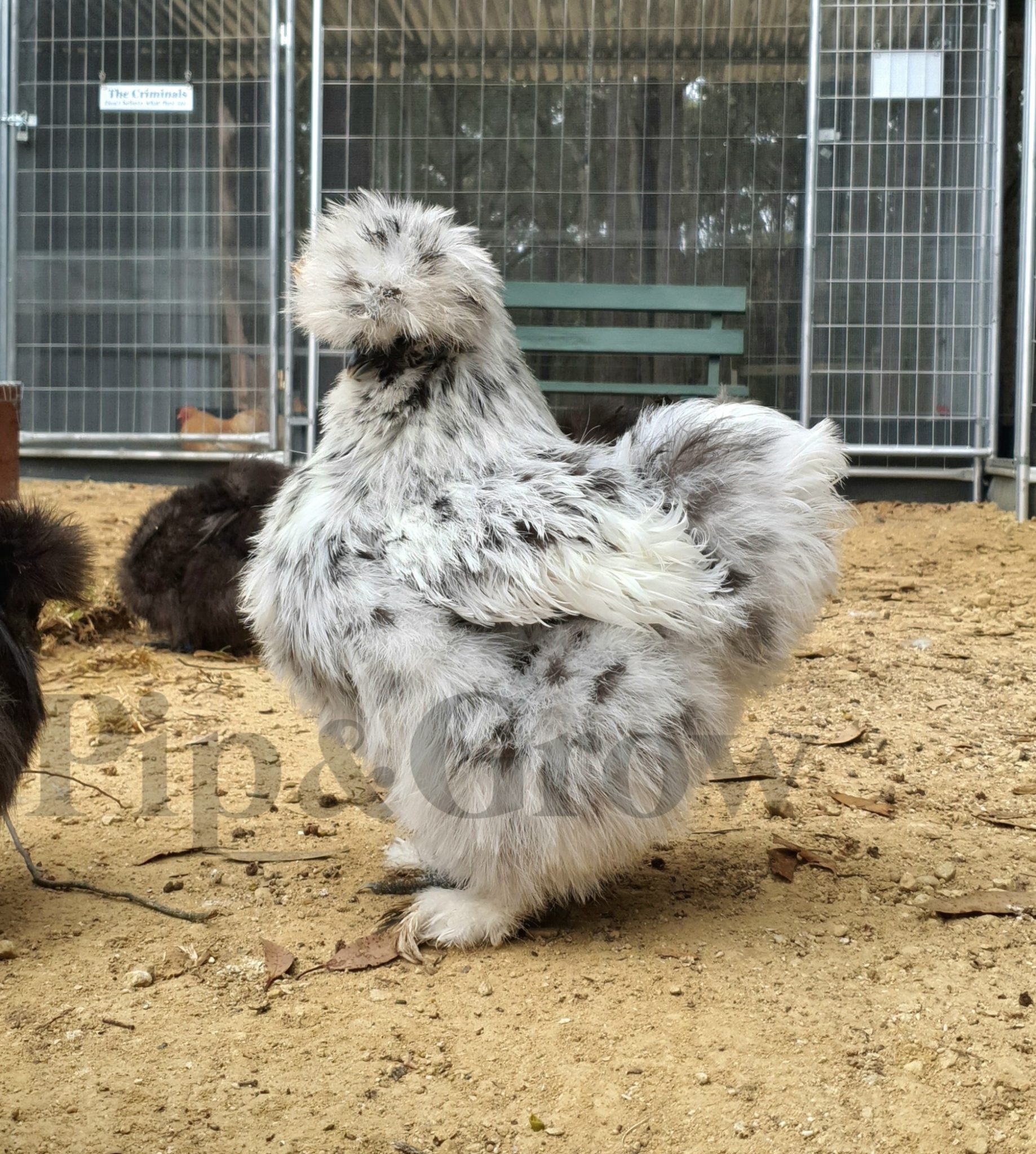 Silkie & Showgirl- Blue, Splash & Black Fertile Egg (each) - Pip & Grow