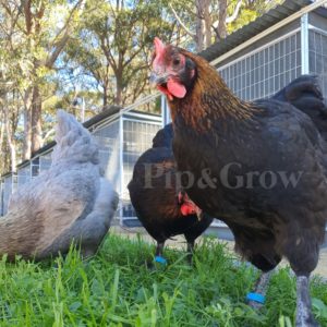 18wks+ Pullets & Hens