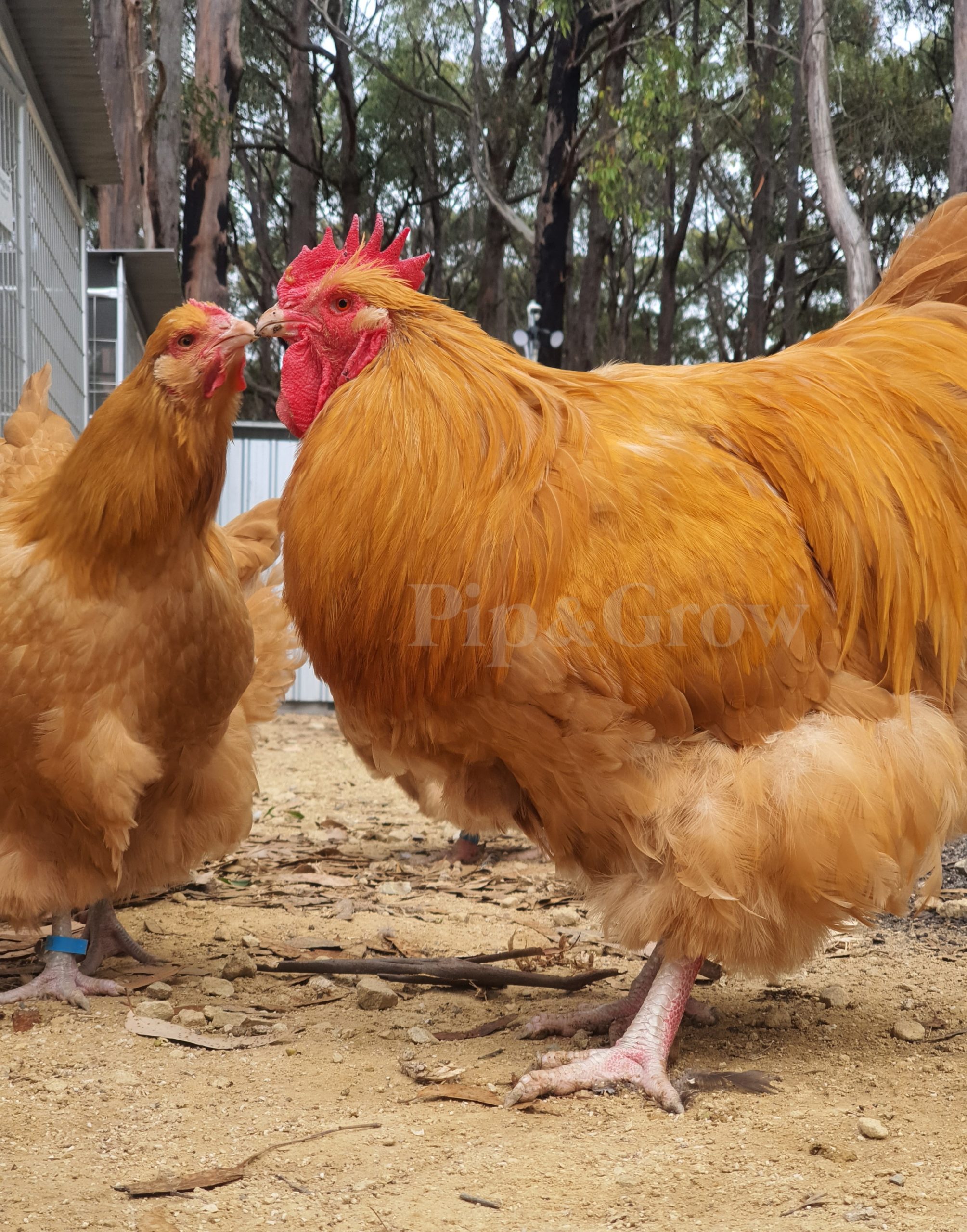 Rooster training and aggressive rooster
