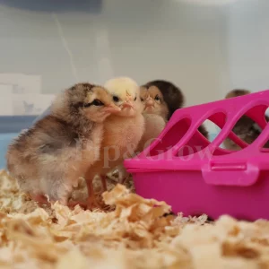 *19/10/24 Hatch* Dayold Chicks