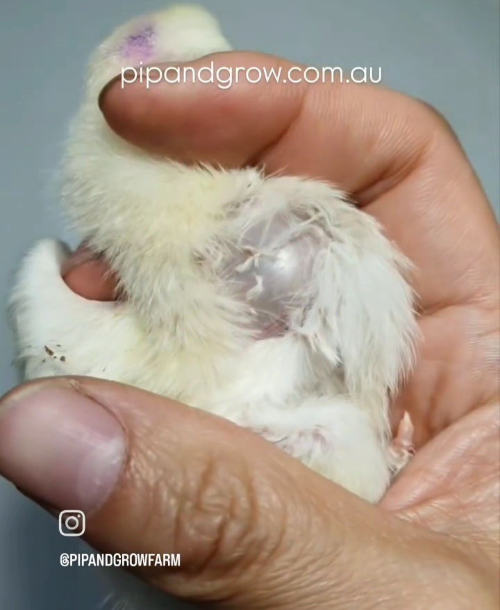 Ruptured air sac in young chicks